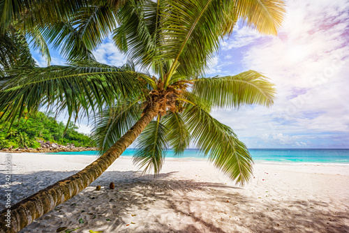 Palm tree white sand turquoise water at tropical beach paradise at seychelles 3
