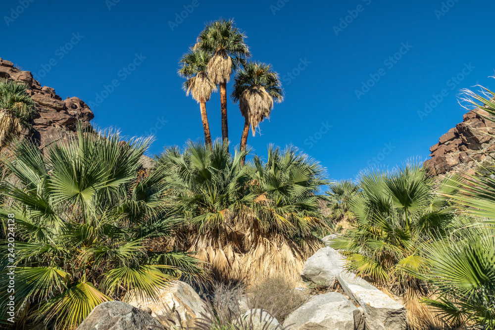 Palm trees and flowing freshwater, Borrego Palm Canyon Oasis, Anza Borrego State Park, California