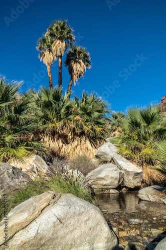 Fototapeta Naklejka Na Ścianę i Meble -  Palm trees and flowing freshwater, Borrego Palm Canyon Oasis, Anza Borrego State Park, California