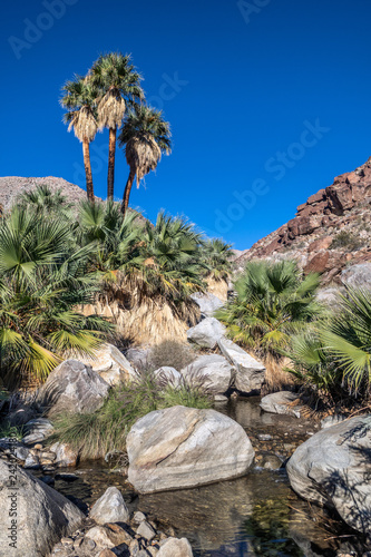 Palm trees and flowing freshwater, Borrego Palm Canyon Oasis, Anza Borrego State Park, California