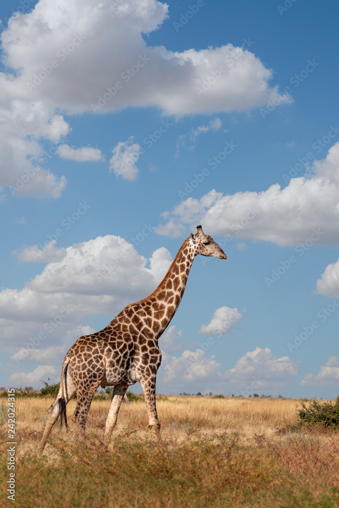 South African giraffe Savuti, Botswana safari South African giraffe Savuti, Botswana safari