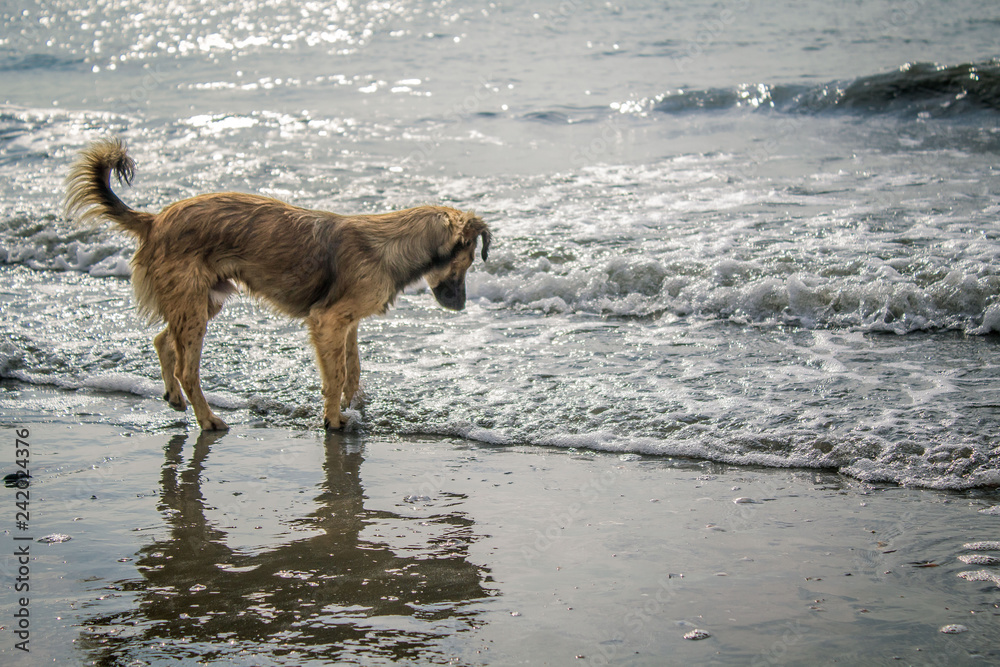 lost dog on a empty beach lost dog on a empty beach
