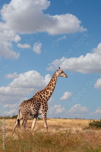 South African giraffe Savuti, Botswana safari