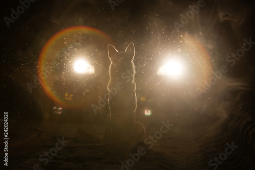 Fototapeta Naklejka Na Ścianę i Meble -  Dog silhouette in the headlights