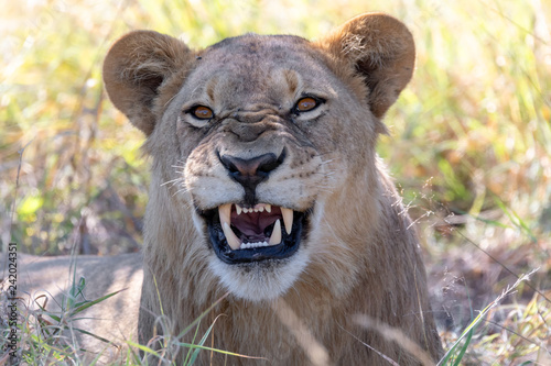lion without a mane Botswana Africa safari wildlife