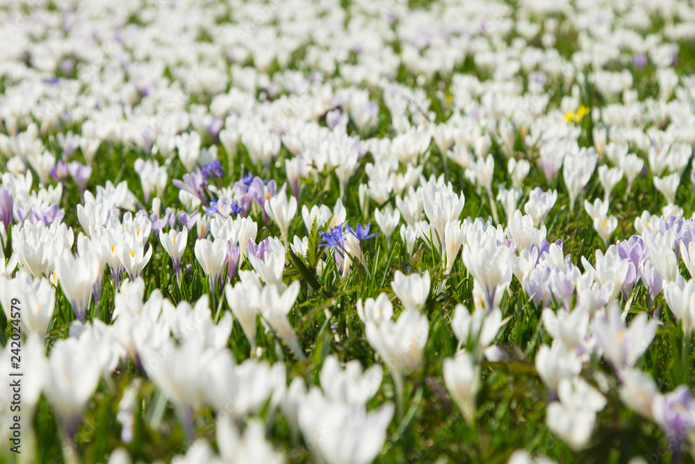 Field of spring pasqueflower