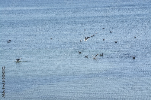 Seagulls enjoy free space on blue Mediterranean water