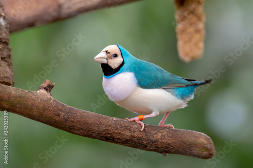 Gouldian finch - the Lady Gouldian finch, Gould's finch or the rainbow finch © gerckens.photo