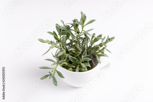 White cup on a white background with green herbs plants inside