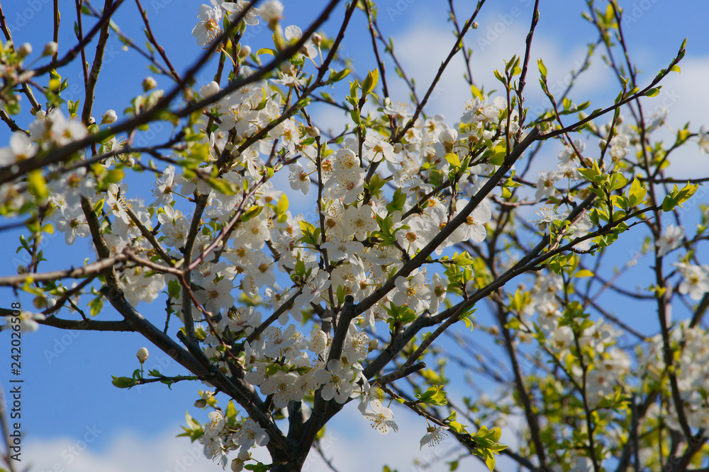 Prunus cerasifera Złoty Obłok flowering in spring Prunus cerasifera Złoty Obłok flowering in spring