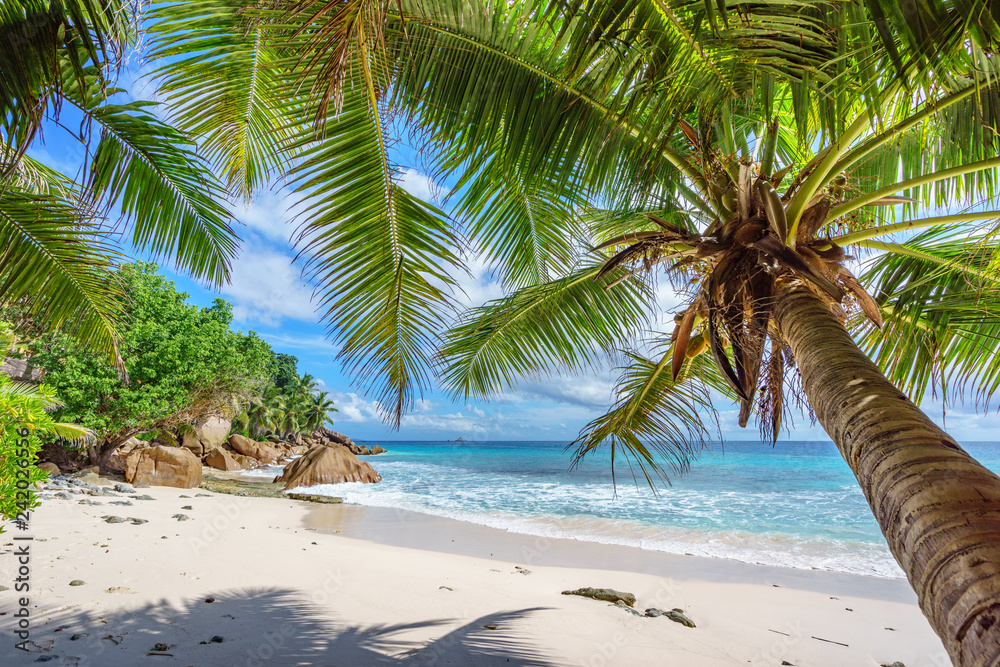 Obraz premium Palm trees on paradise beach at anse patates, la digue, seychelles 1