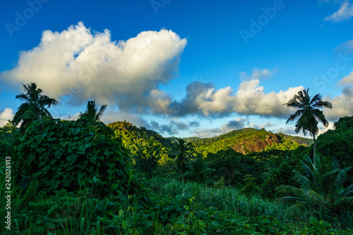 Hiking through the jungle, seychelles 3
