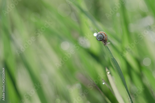 Snail crawling on the green grass. Dew drops form bokeh