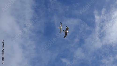 Two sea gulls fly high in the blue sky