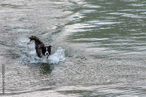 The Australian Shepherd dog plays and floats in the lake. © ako-photography