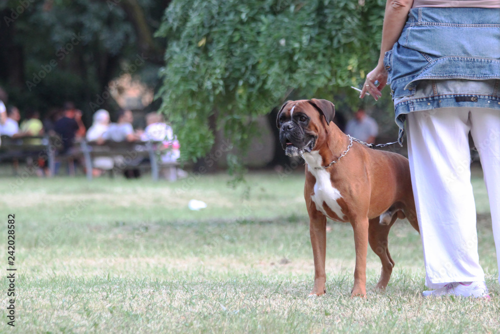 Woman smoking with her Dog in the Park in the end summer. Woman smoking with her Dog in the Park in the end summer.