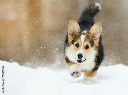 welsh corgi pembroke puppy running in the snow