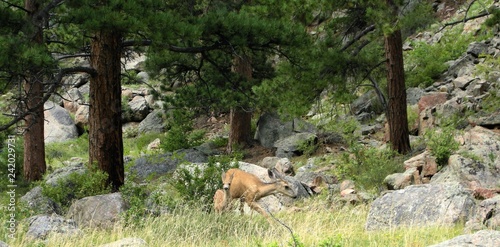 Deer in the forest of the Rocky Mountains