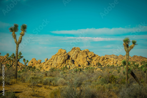 joshua trees with rock hills and shrubs shrubbery
