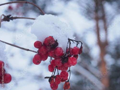 Red bunches of viburnum berries covered with snow. photo