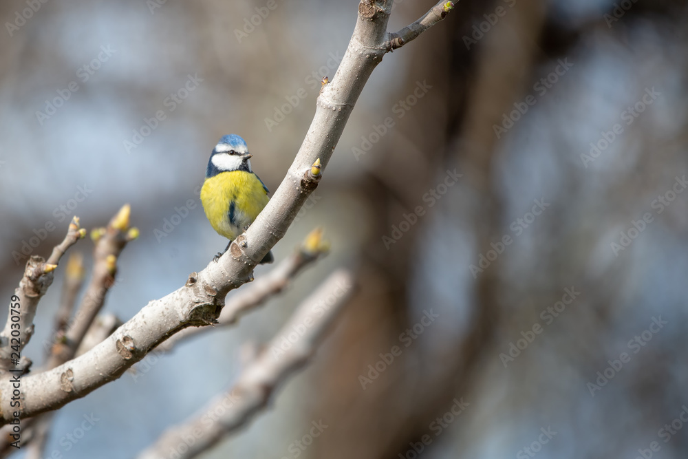 Mavi baştankara » Eurasian Blue Tit » Cyanistes caeruleus Mavi baştankara » Eurasian Blue Tit » Cyanistes caeruleus