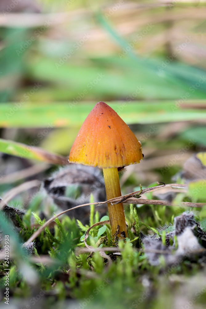 Pilz am Waldboden Pilz am Waldboden