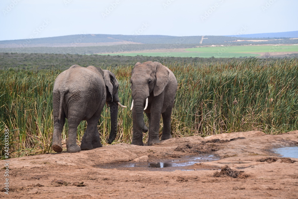 Obraz premium South African Elephants