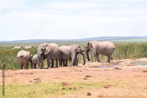 Elephants © Hendrik