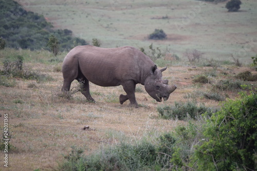 South Africa Rhino