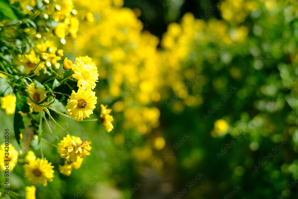Yellow Chrysanthemum flowers bloom in the plot Yellow Chrysanthemum flowers bloom in the plot