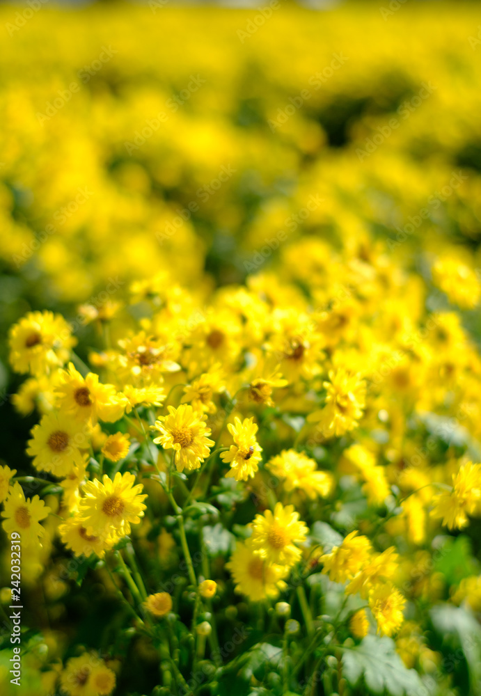 Yellow Chrysanthemum flowers bloom in the plot Yellow Chrysanthemum flowers bloom in the plot