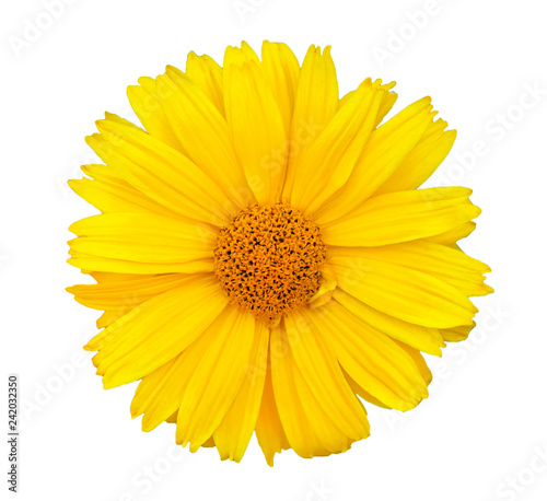 Yellow daisy (chamomile) flower, isolated on a white background (design element)