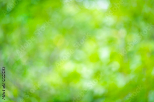 Natural blurred summer background of green foliage (abstract, bokeh)