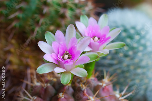 Close up view on a two pink flowers of cactus Gymnocalycium  shallow depth of field 