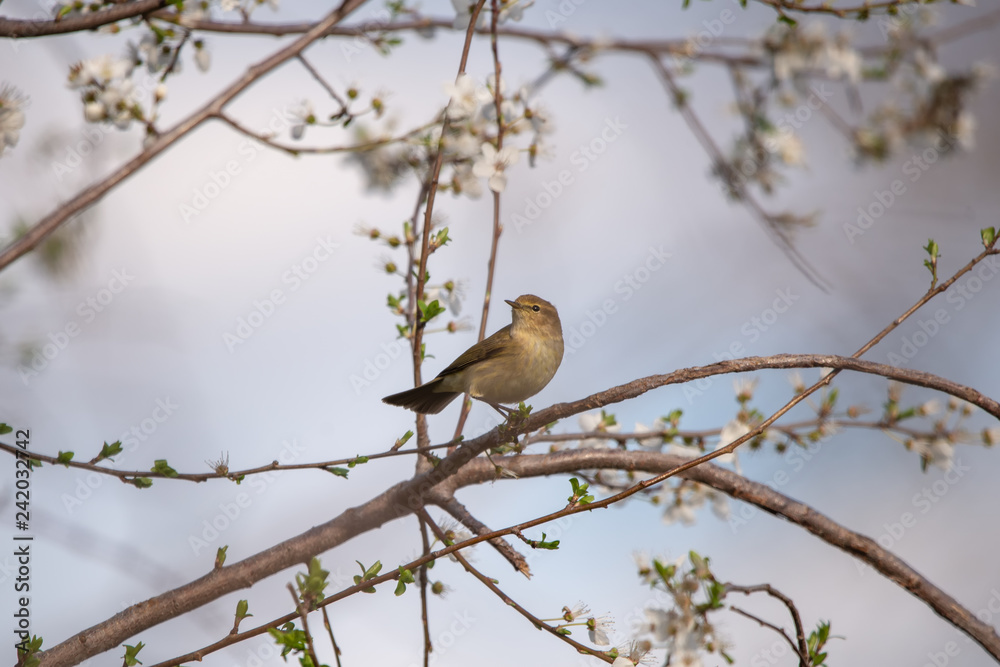 Çıvgın » Common Chiffchaff » Phylloscopus collybita Çıvgın » Common Chiffchaff » Phylloscopus collybita