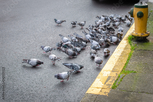 Hungy wild pigeons feeding on the road side beside yellow and green fire hydrant photo