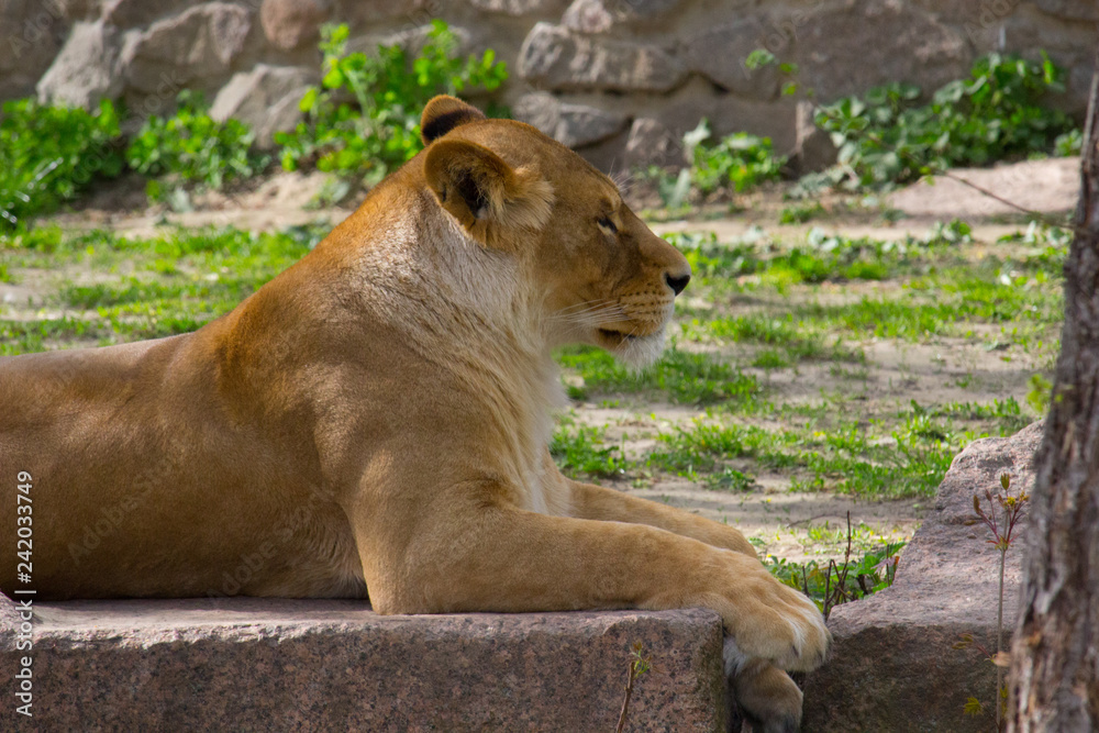 Naklejka premium Lioness resting 