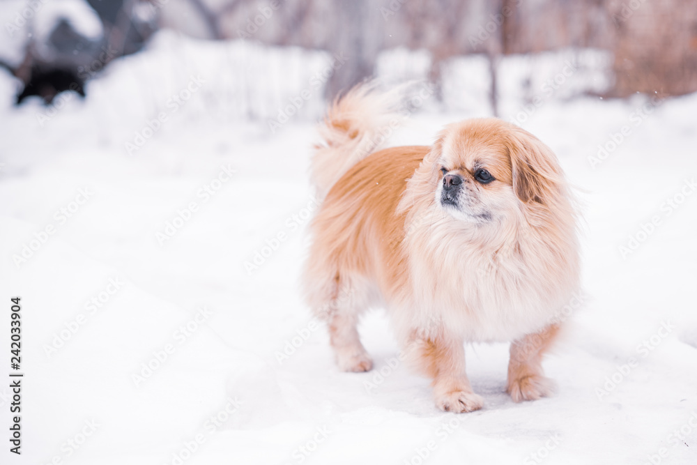 Sad alone golden dog waiting his owner outside, life of pets, depression mood in animals Sad alone golden dog waiting his owner outside, life of pets, depression mood in animals