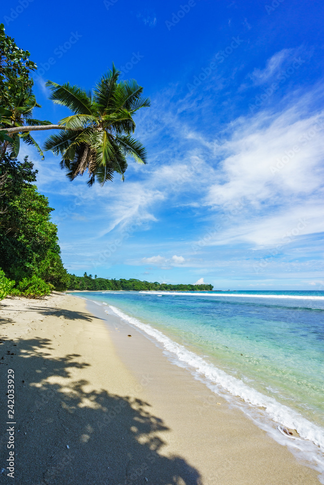 palm tree at beautiful tropical beach anse barbarons 1 palm tree at beautiful tropical beach anse barbarons 1