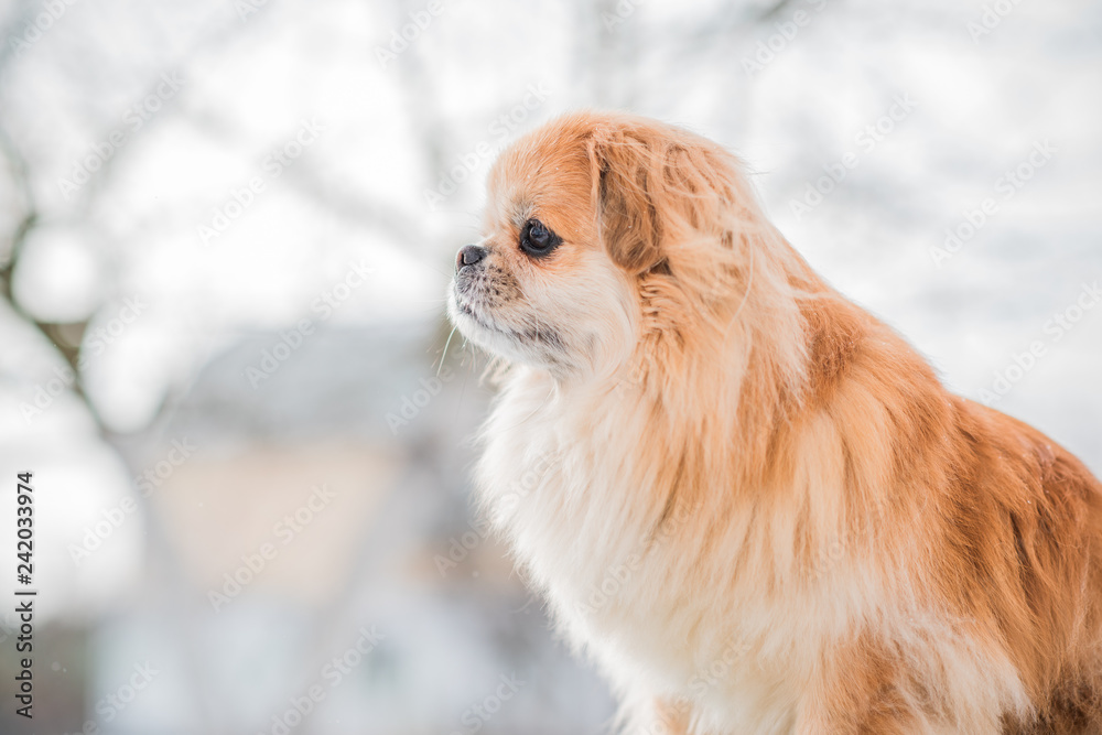 Sad alone golden dog waiting his owner outside, life of pets, depression mood in animals 