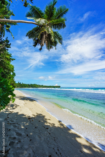 palm tree at beautiful tropical beach anse barbarons 2