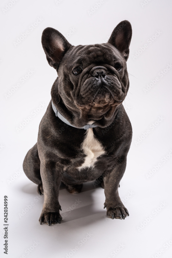 Blue french bulldog looking slightly to the right. Purebreed pet posing in the studio against white background