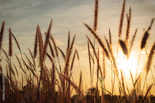 Sunset and plants