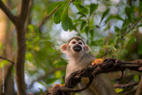 Cute squirrel monkey on a liana photo