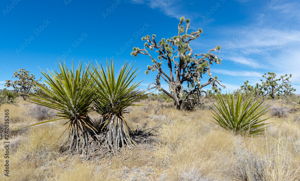 Clark County Yuccas - Joshua Tree and Mojave Yucca spikey desert plants