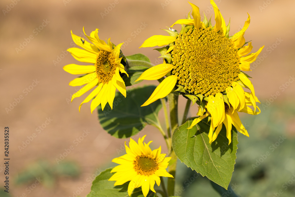 Golden summer sunflower in the sun, beautiful clouds in the blue sky Golden summer sunflower in the sun, beautiful clouds in the blue sky