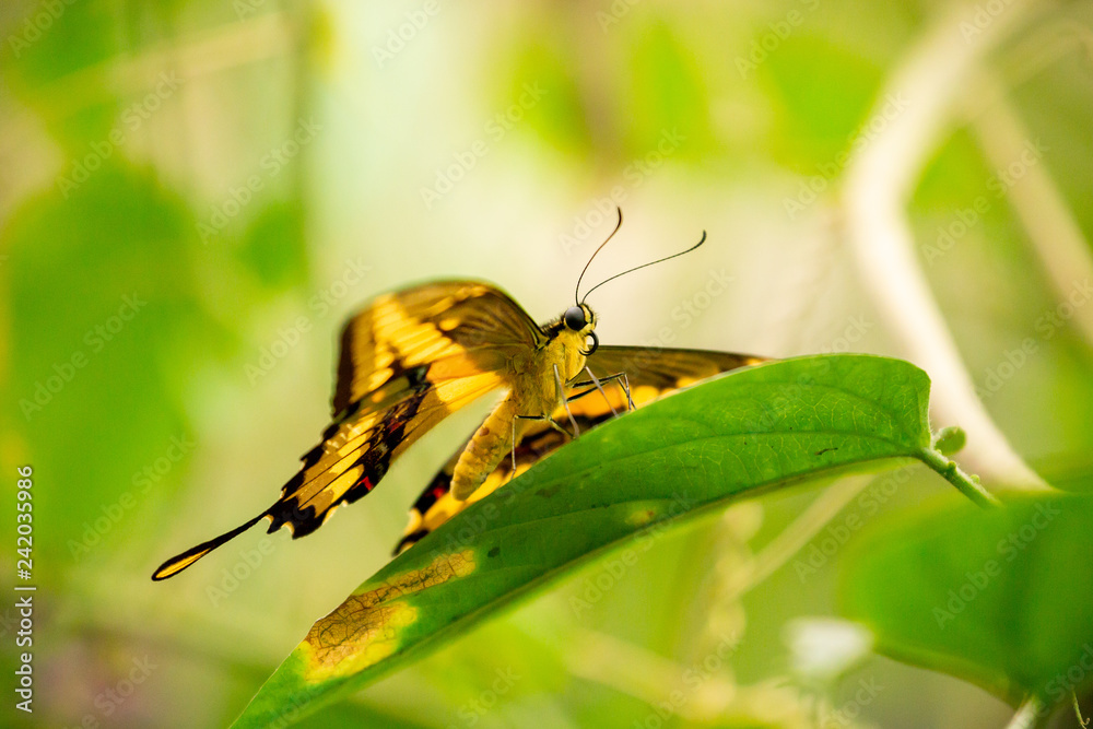 Fototapeta premium Butterfly in the cloud forest