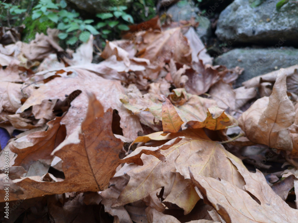 Beautiful autumn landscape with yellow trees and sun. Colorful foliage in the park. Falling leaves natural background 