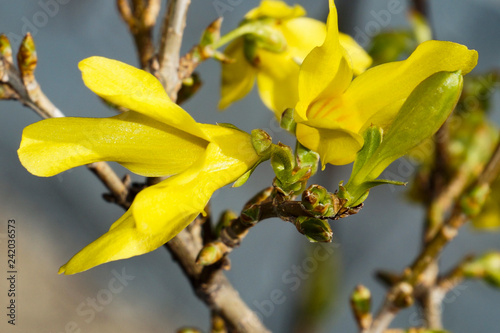 spring, plants, forsythia flowers, petals, beauty, brightness, tenderness, nature