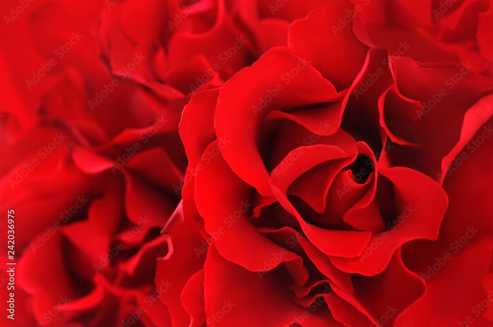 Obraz premium Red festive rose petals background, love flowers card, selective focus, toned image
